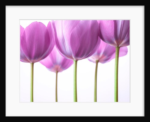 Purple Tulips by Assaf Frank